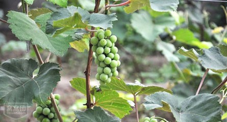 【广阳区】仅468元,享价值826元『野猪林餐饮』经典10-14人套餐!美味共享,各种精致珍馐让你大饱口福!_团800廊坊团购网站大全
